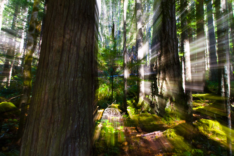 The Olympic Rain Forest